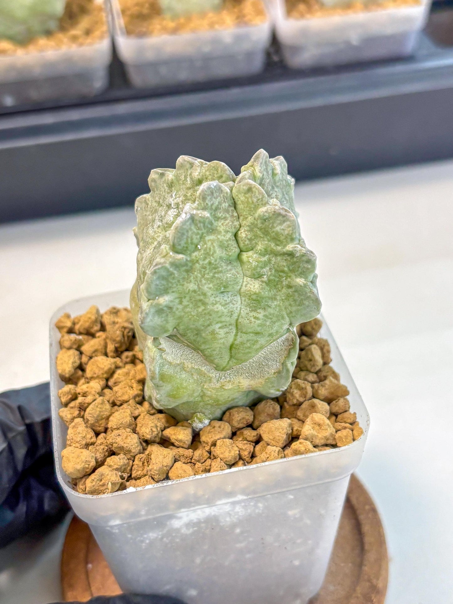 Whitesloanea crassa (5) | Rare House Plants