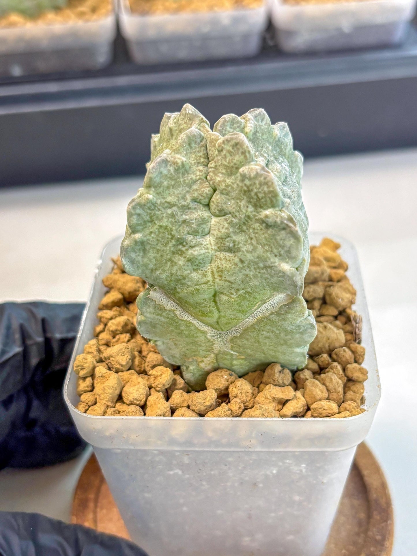 Whitesloanea crassa (5) | Rare House Plants