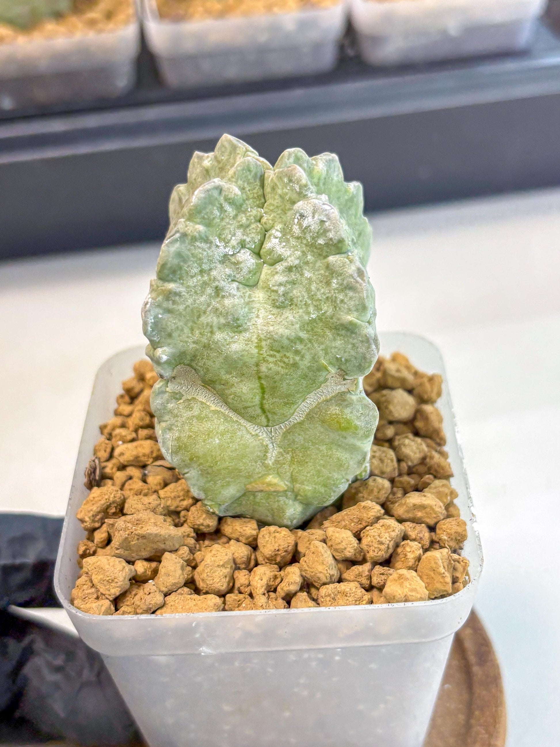 Whitesloanea crassa (5) | Rare House Plants