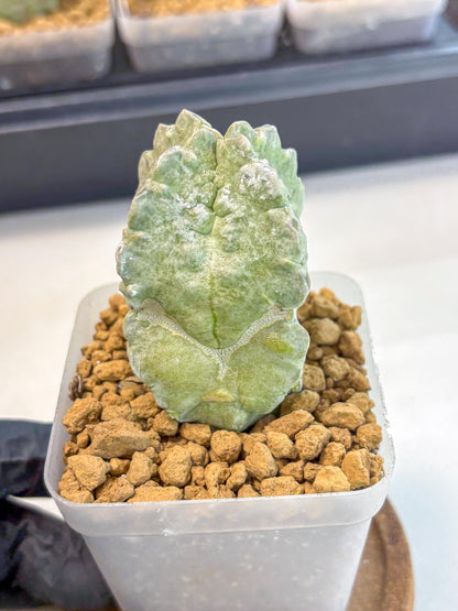 Whitesloanea crassa (5) | Rare House Plants
