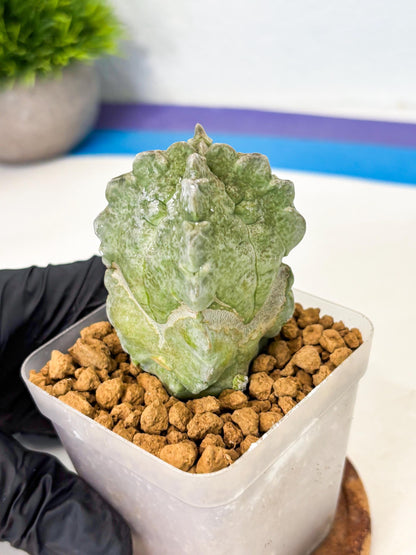 Whitesloanea crassa (5) | Rare House Plants