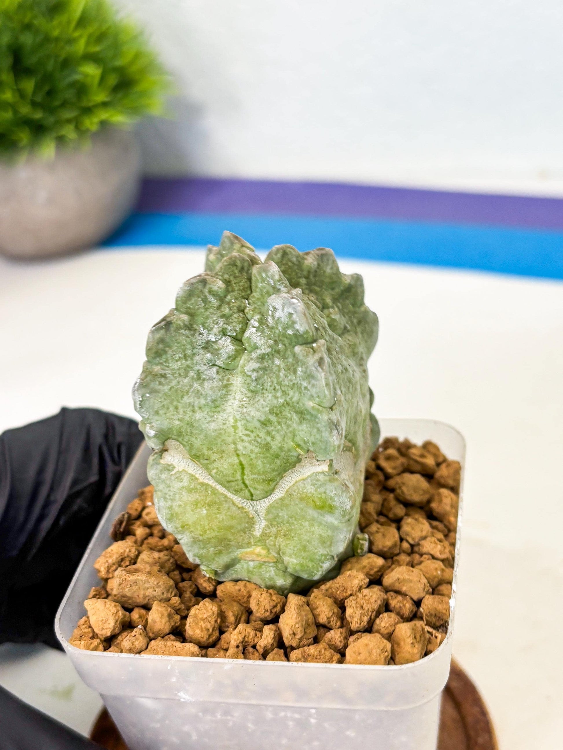Whitesloanea crassa (5) | Rare House Plants