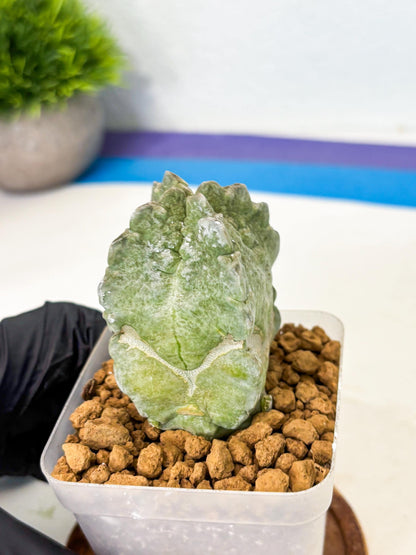 Whitesloanea crassa (5) | Rare House Plants