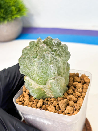 Whitesloanea crassa (5) | Rare House Plants
