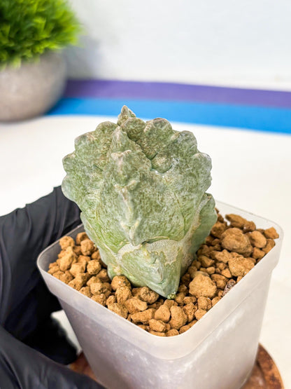 Whitesloanea crassa (5) | Rare House Plants