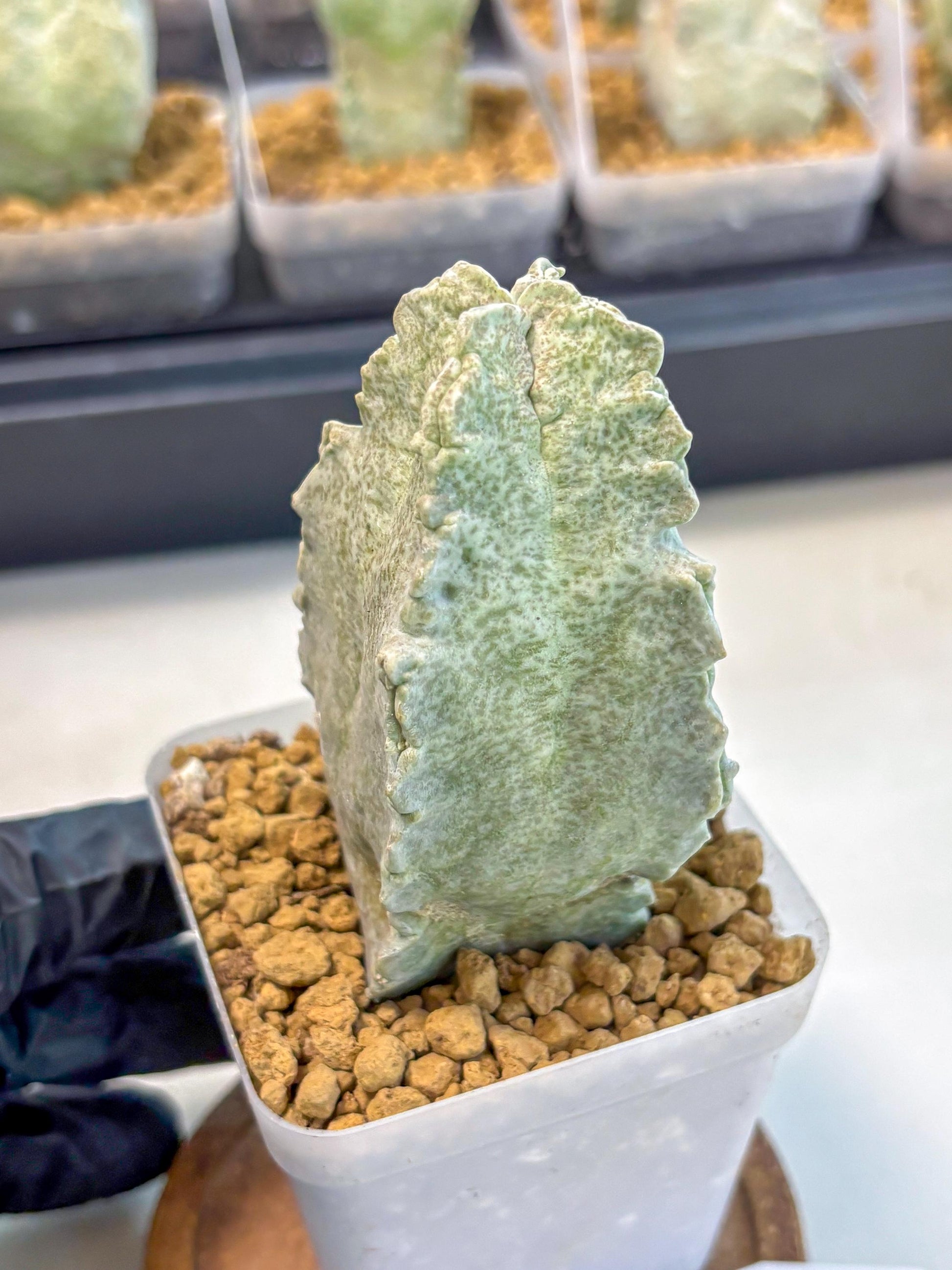 Whitesloanea crassa (6) | Rare House Plants