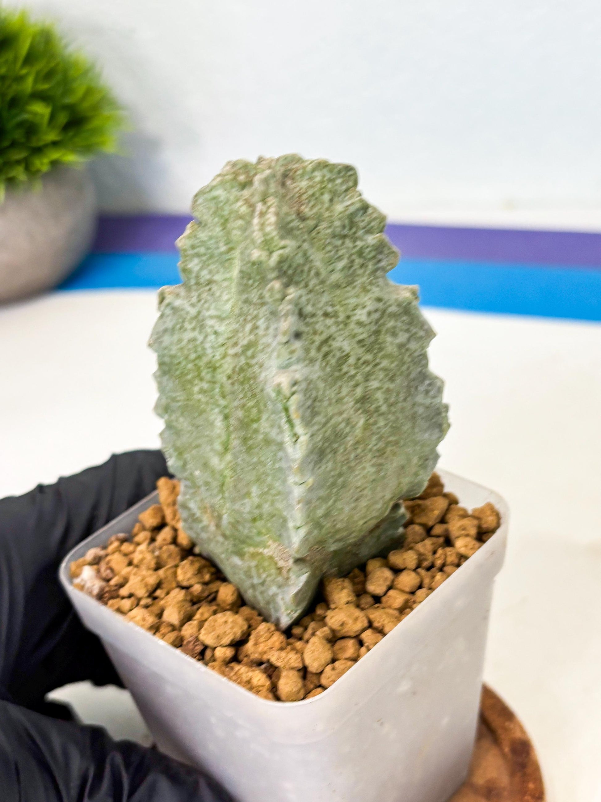 Whitesloanea crassa (6) | Rare House Plants