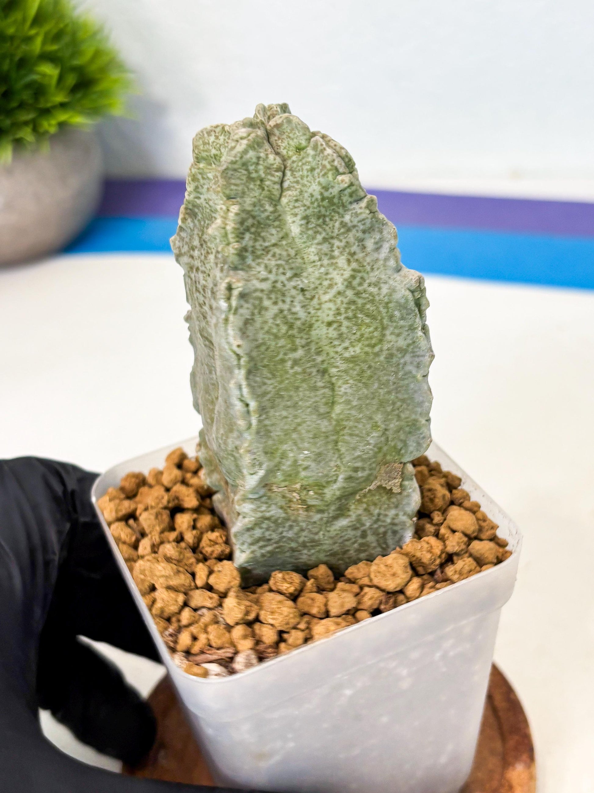 Whitesloanea crassa (6) | Rare House Plants