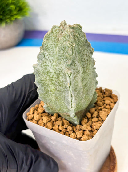 Whitesloanea crassa (6) | Rare House Plants
