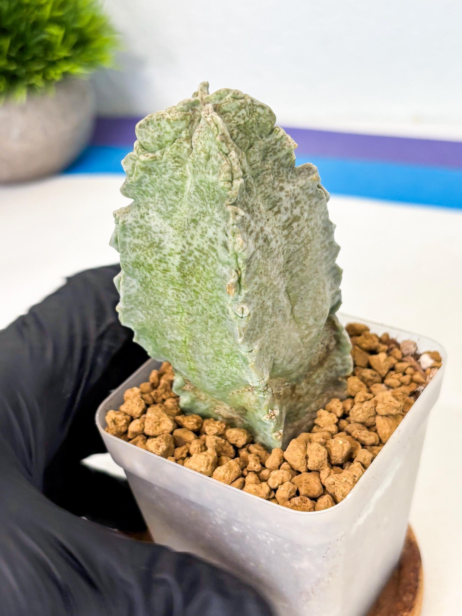 Whitesloanea crassa (6) | Rare House Plants