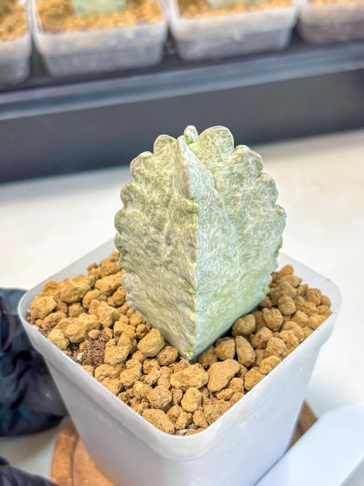 Whitesloanea crassa (7) | Rare House Plants