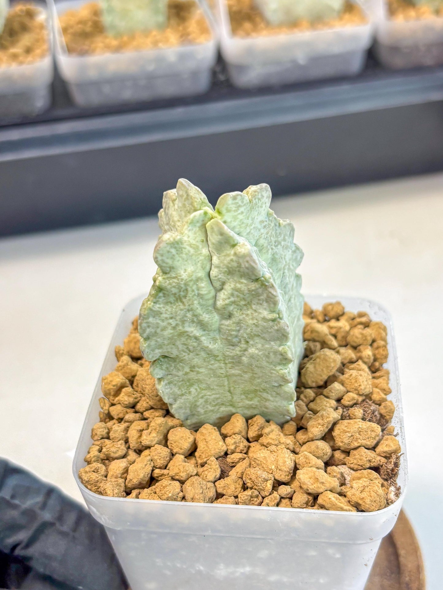 Whitesloanea crassa (7) | Rare House Plants