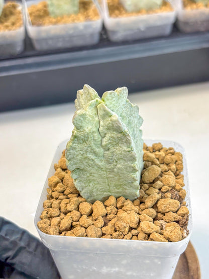 Whitesloanea crassa (7) | Rare House Plants
