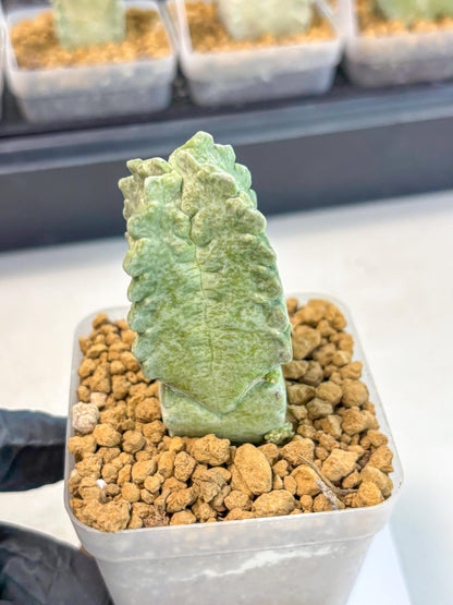 Whitesloanea crassa (8) | Rare House Plants