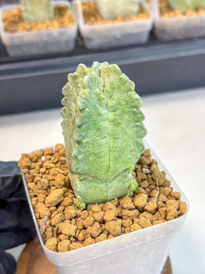 Whitesloanea crassa (8) | Rare House Plants