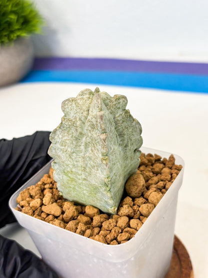 Whitesloanea crassa (7) | Rare House Plants