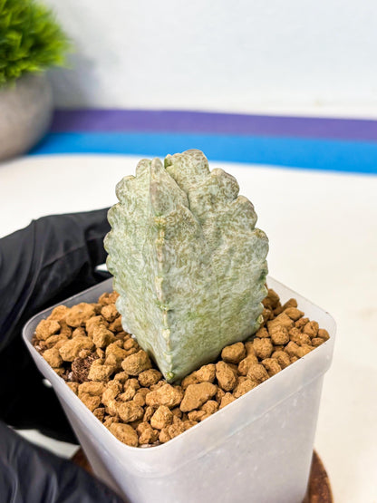 Whitesloanea crassa (7) | Rare House Plants