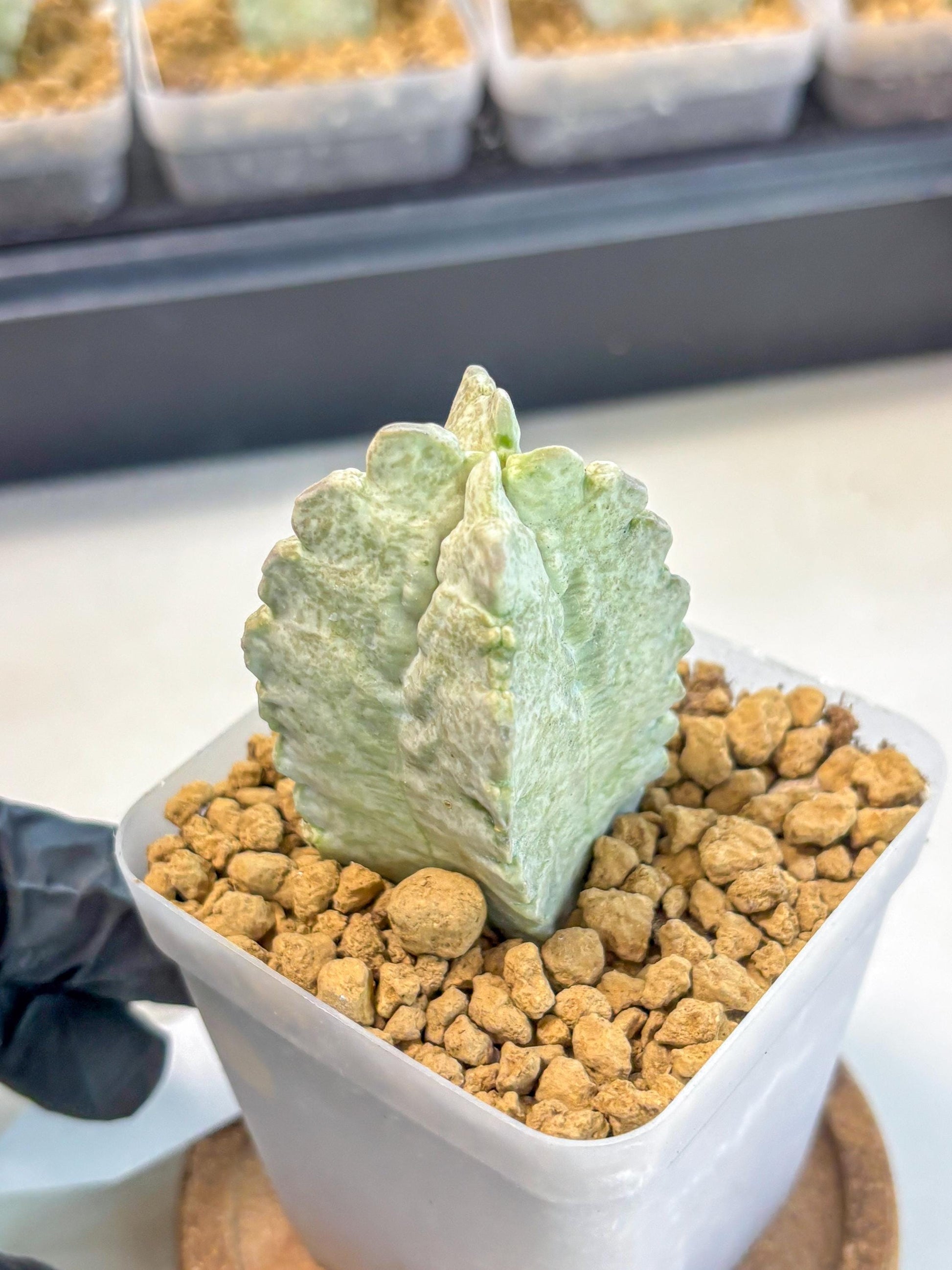 Whitesloanea crassa (7) | Rare House Plants