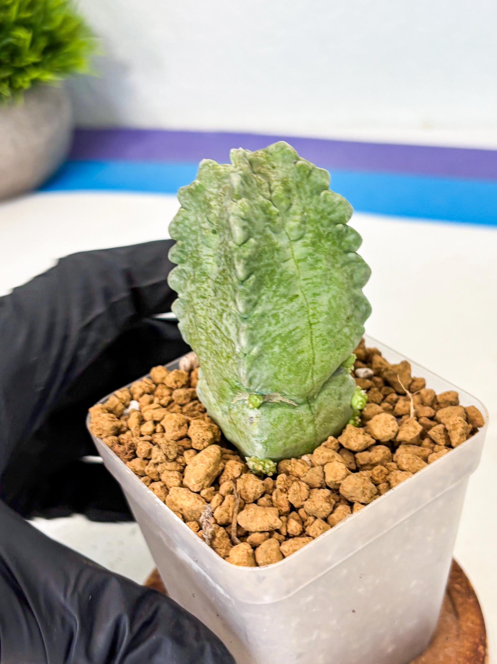 Whitesloanea crassa (8) | Rare House Plants