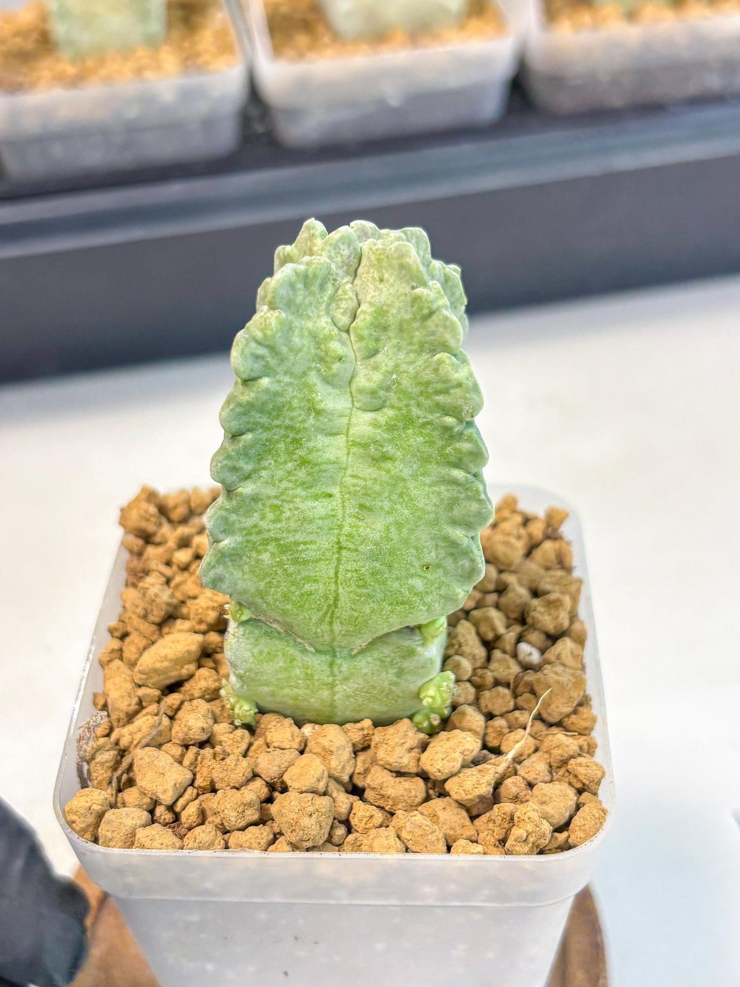 Whitesloanea crassa (8) | Rare House Plants