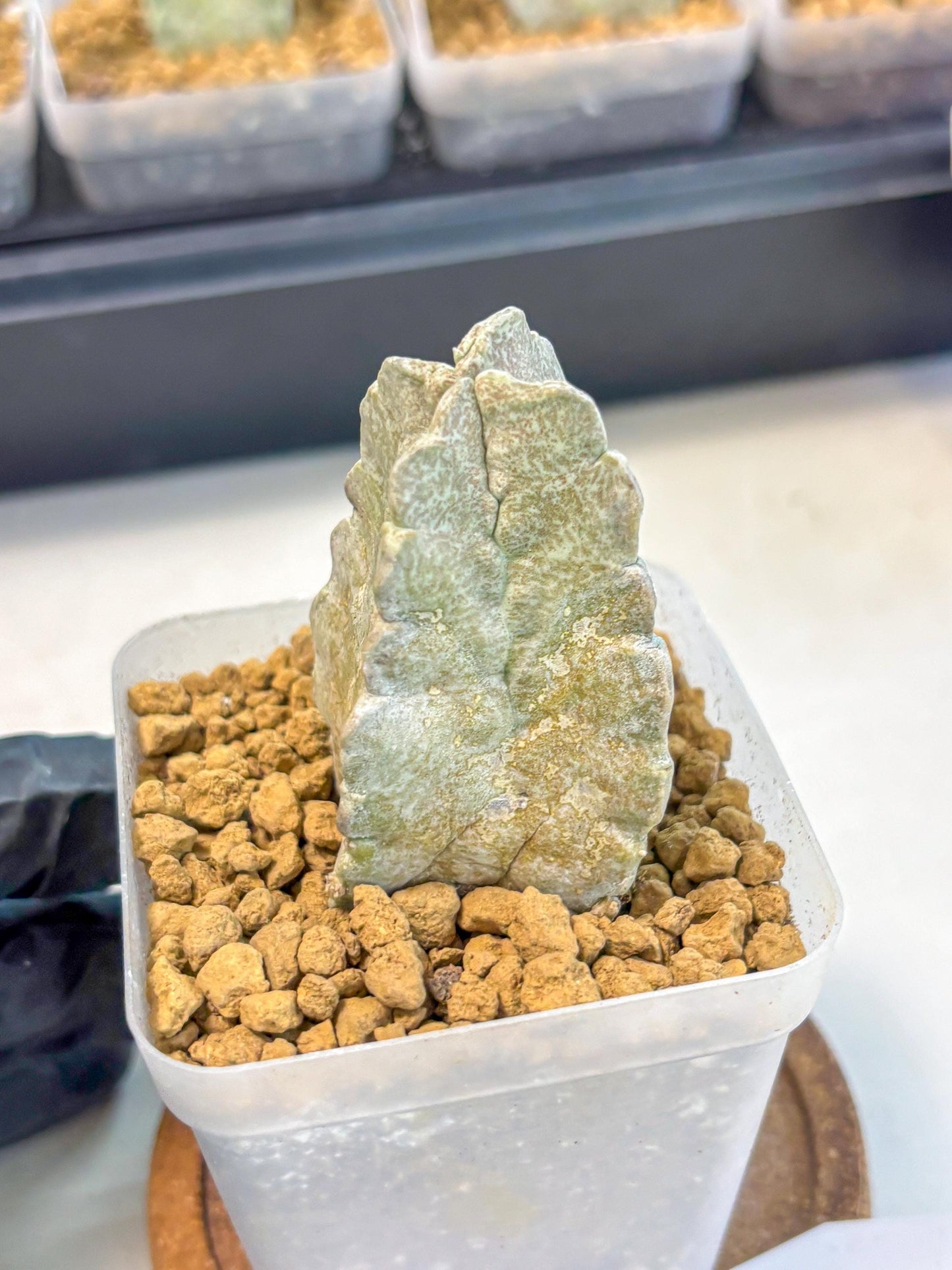 Whitesloanea crassa (9) | Rare House Plants