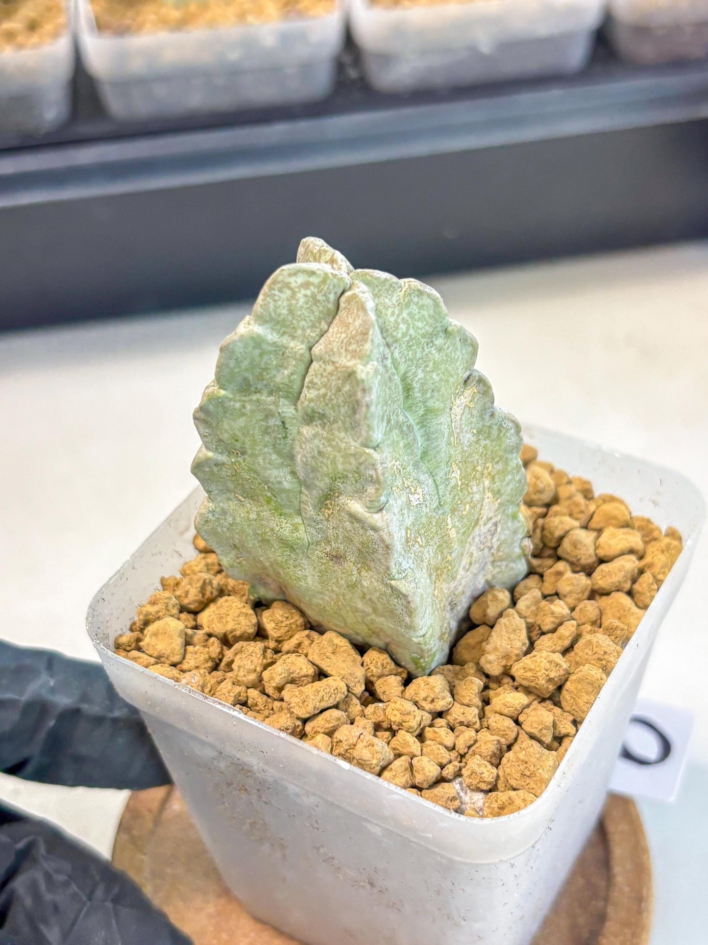 Whitesloanea crassa (9) | Rare House Plants