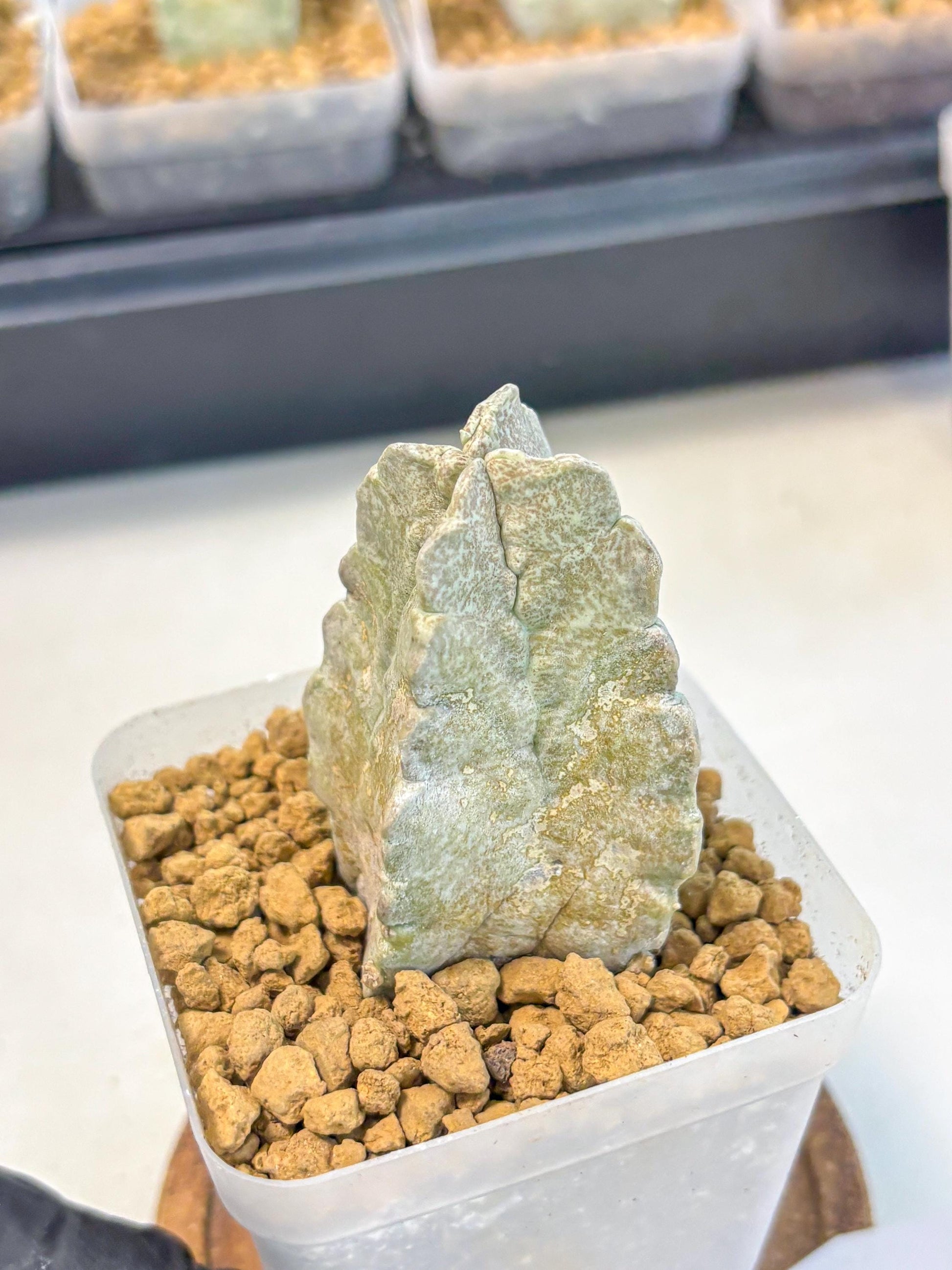 Whitesloanea crassa (9) | Rare House Plants