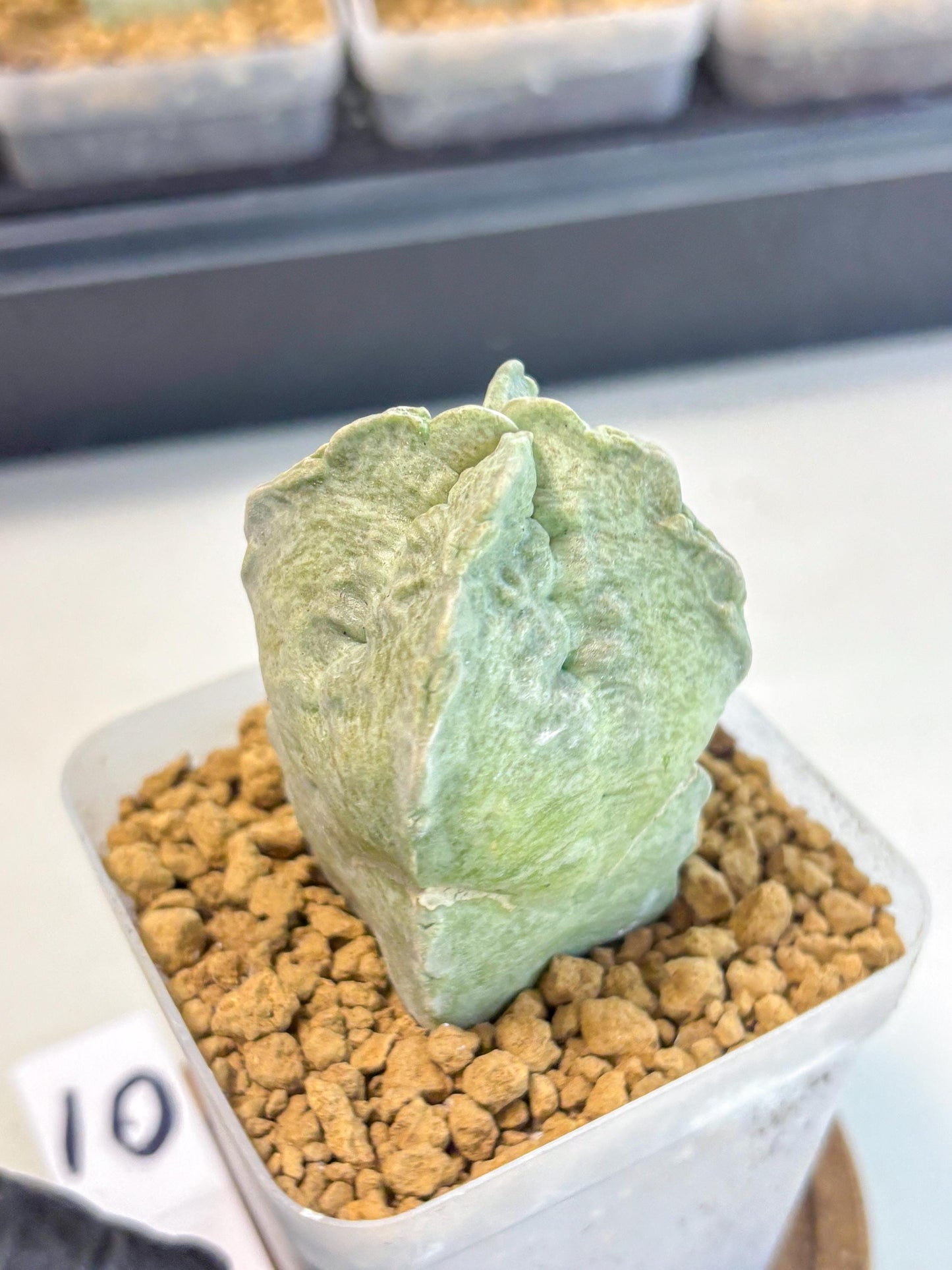 Whitesloanea crassa (10) | Rare House Plants