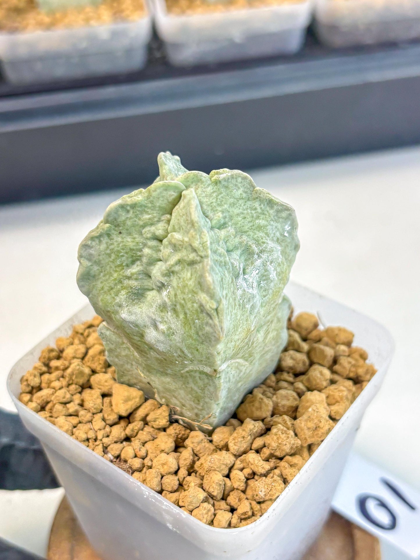 Whitesloanea crassa (10) | Rare House Plants