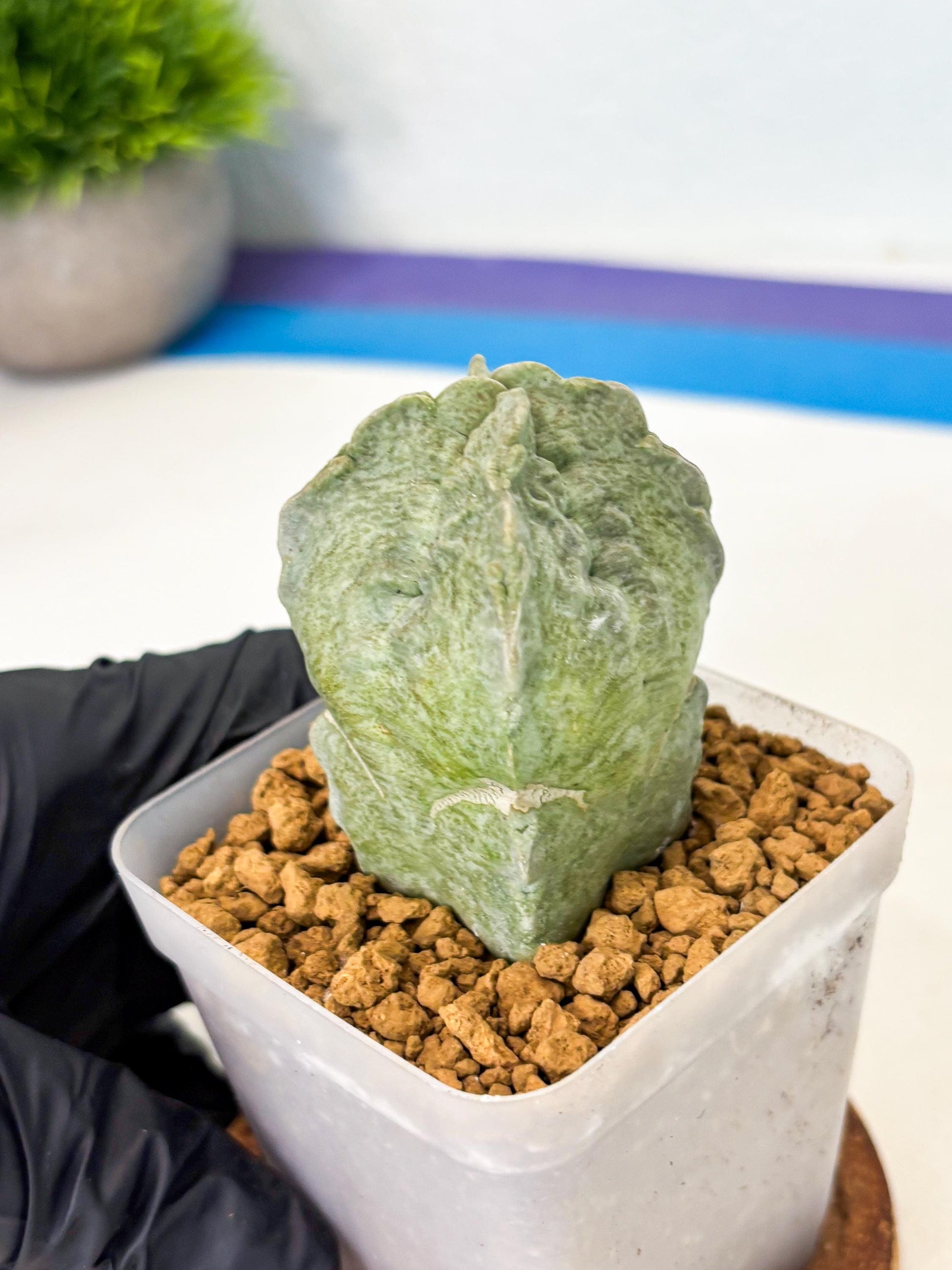 Whitesloanea crassa (10) | Rare House Plants