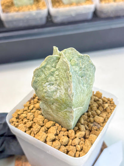 Whitesloanea crassa (10) | Rare House Plants
