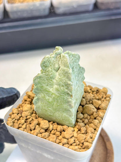 Whitesloanea crassa (11) | Rare House Plants
