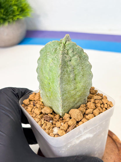 Whitesloanea crassa (12) | Rare House Plants