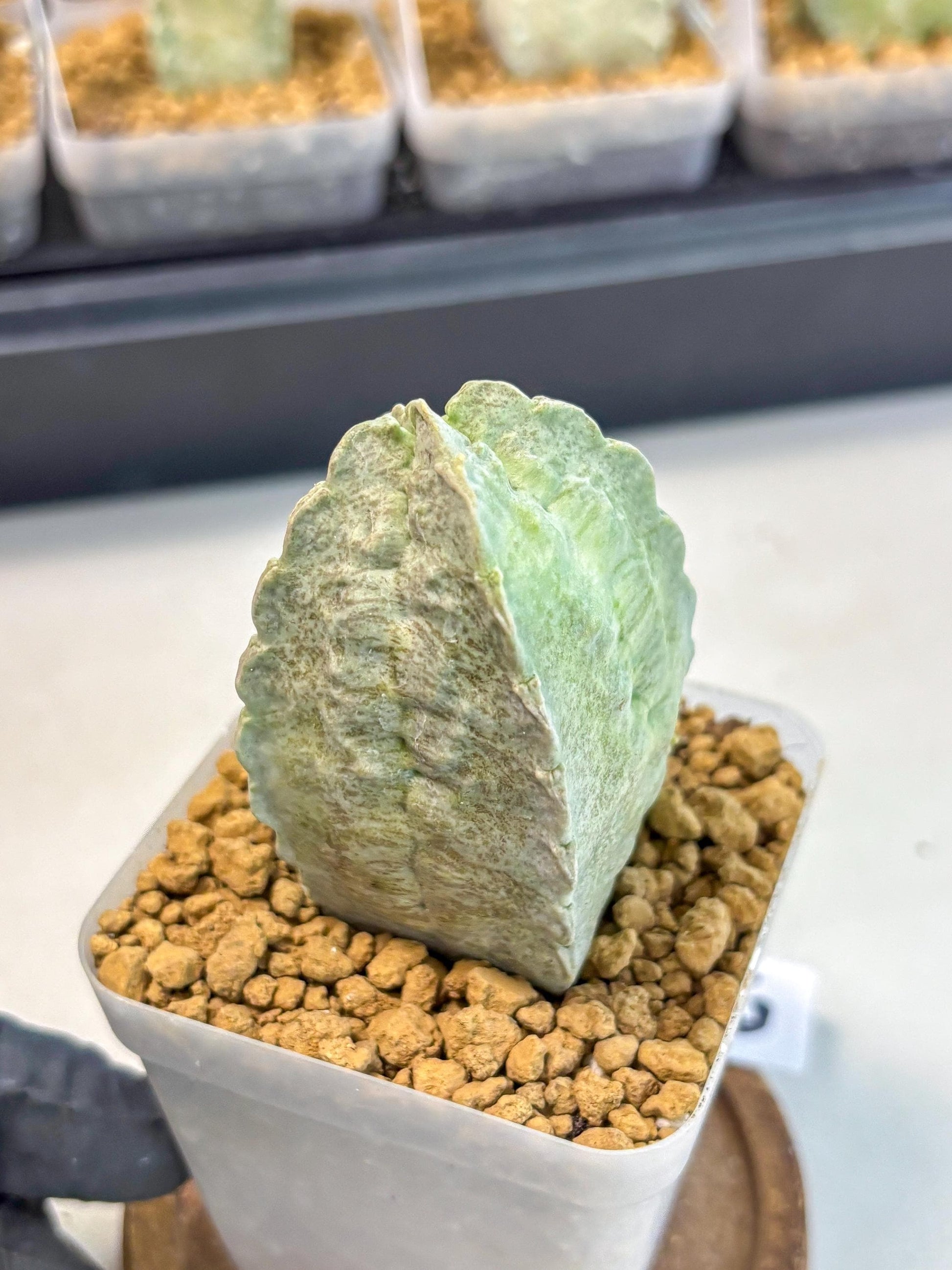 Whitesloanea crassa (12) | Rare House Plants