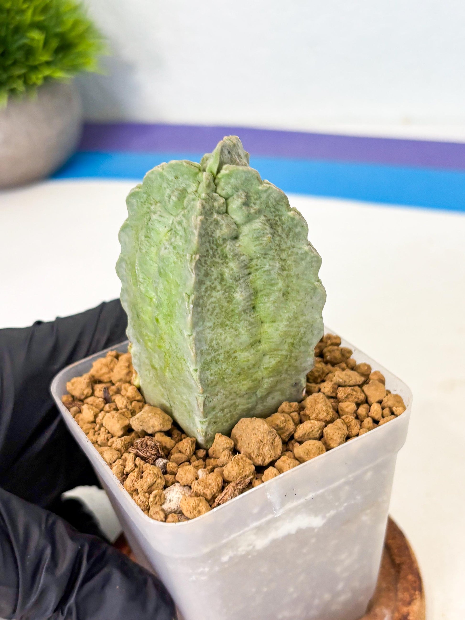Whitesloanea crassa (12) | Rare House Plants