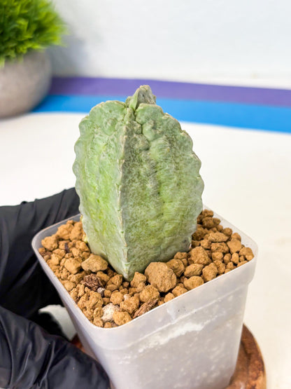 Whitesloanea crassa (12) | Rare House Plants
