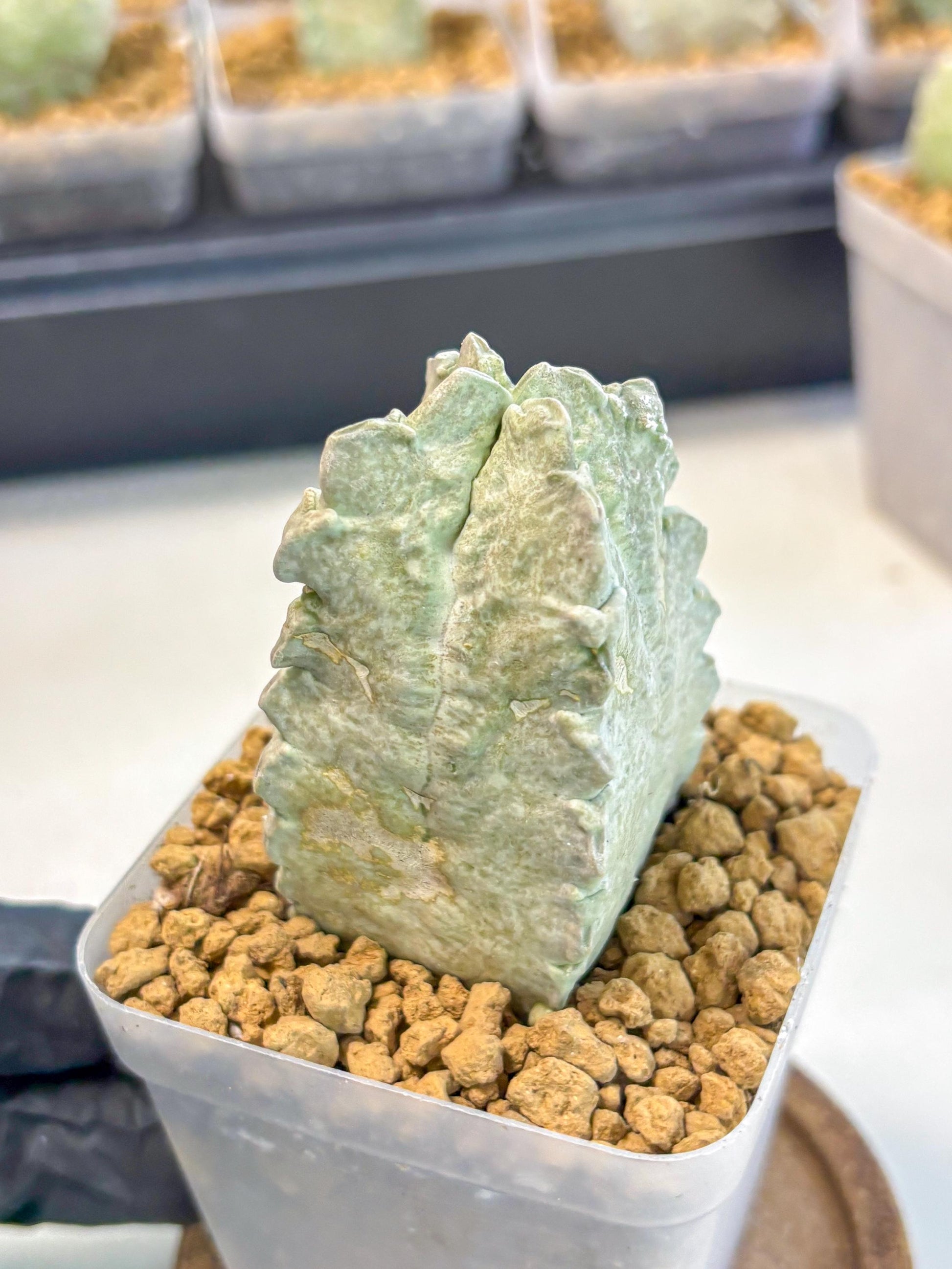 Whitesloanea crassa (14) | Rare House Plants