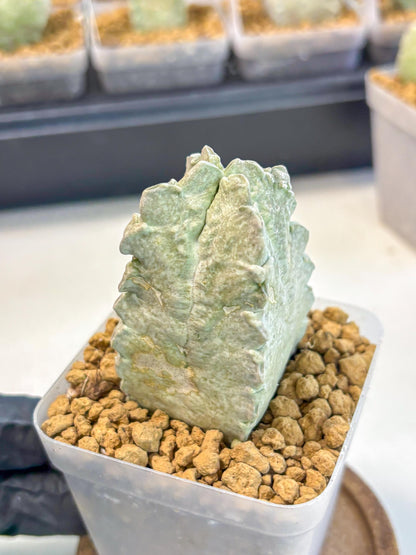 Whitesloanea crassa (14) | Rare House Plants