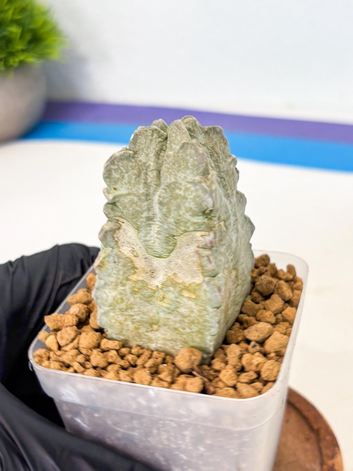 Whitesloanea crassa (14) | Rare House Plants