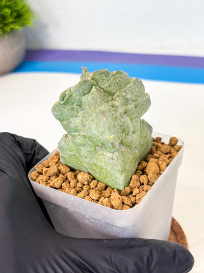 Whitesloanea crassa (15) | Rare House Plants