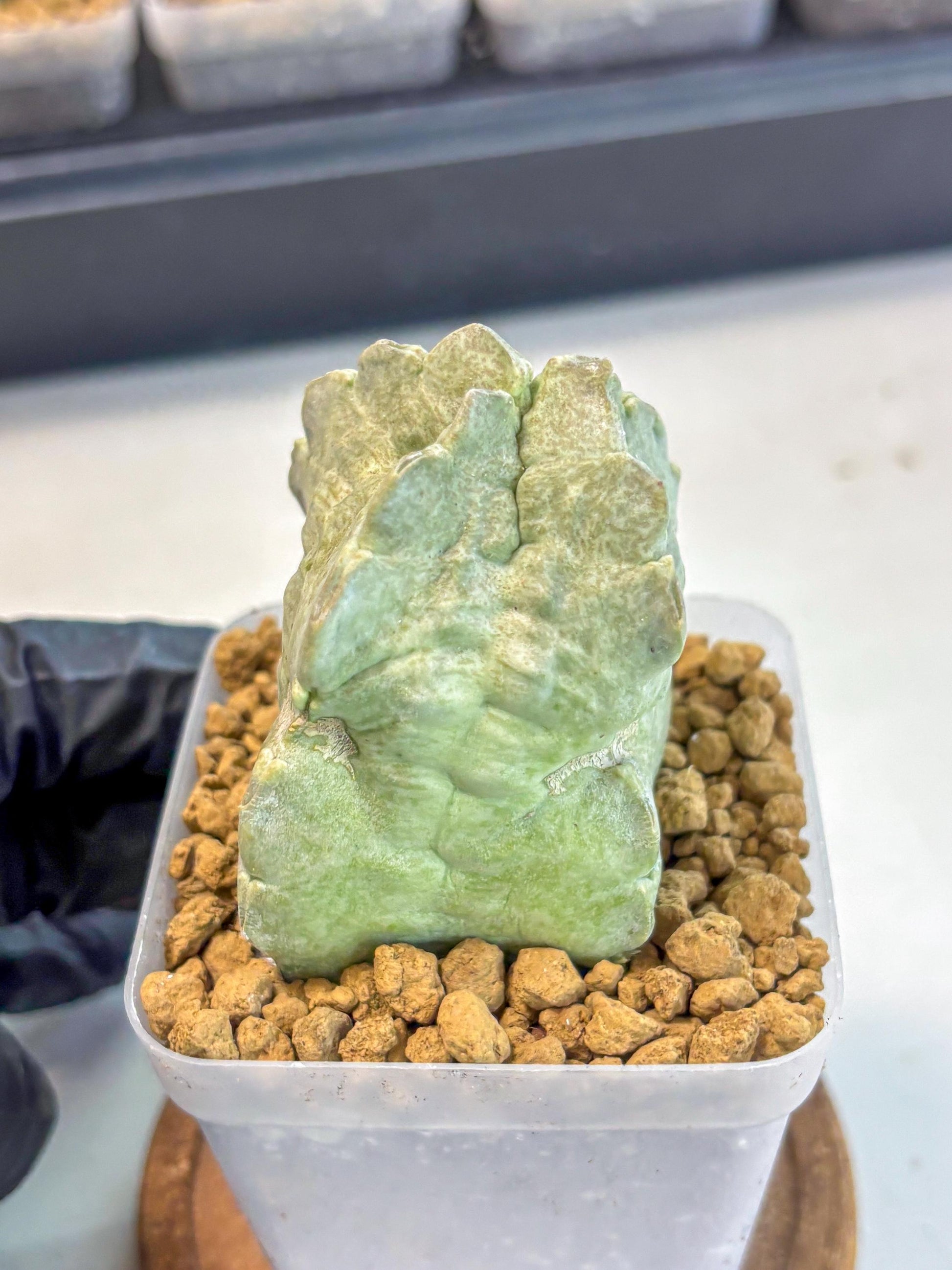 Whitesloanea crassa (15) | Rare House Plants