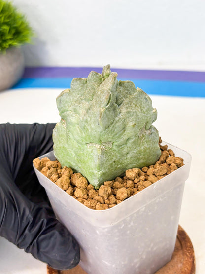 Whitesloanea crassa (15) | Rare House Plants