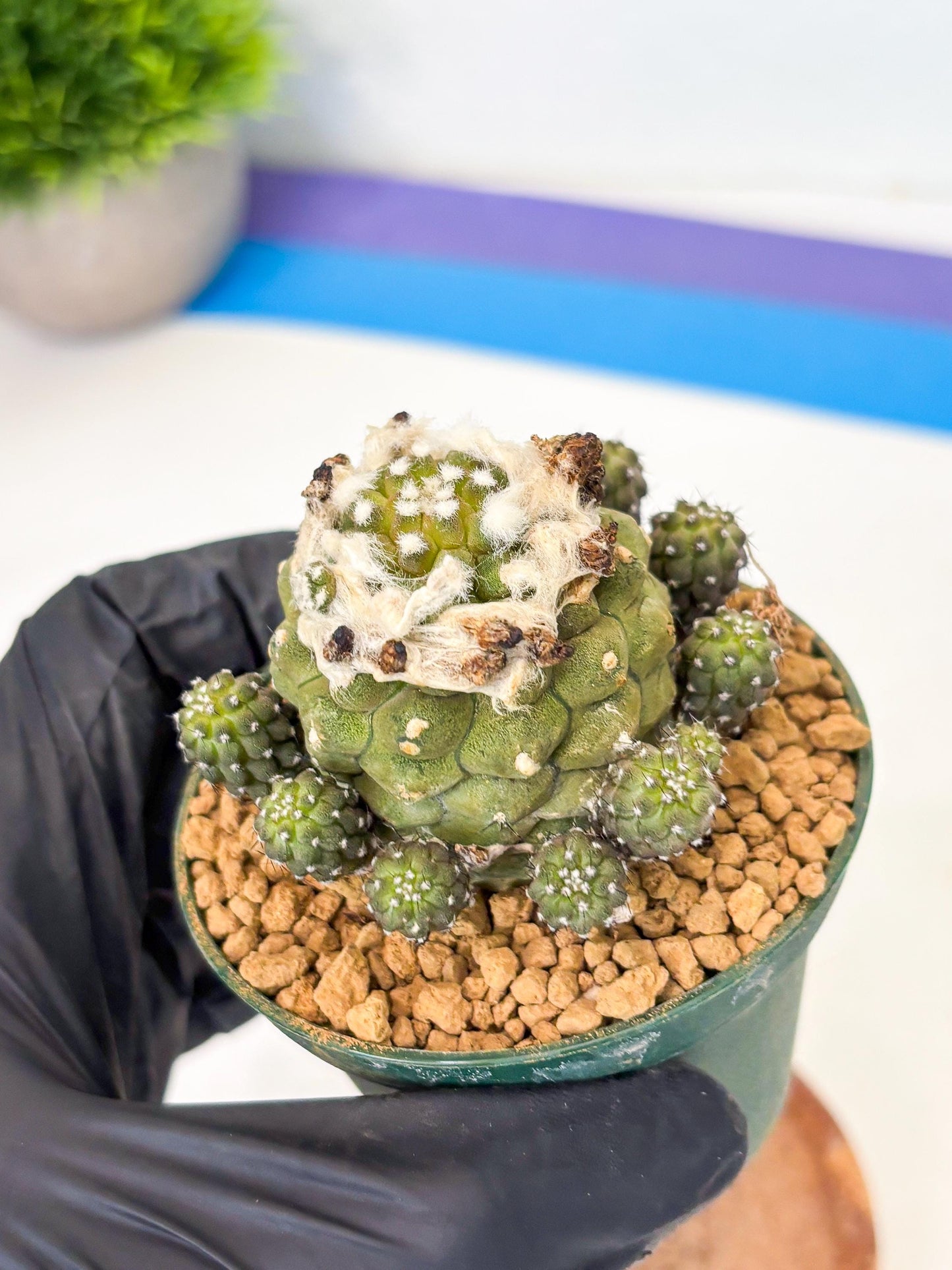 Copiapoa hypogaea (P) | Fully Rooted | Rare imported Cactus