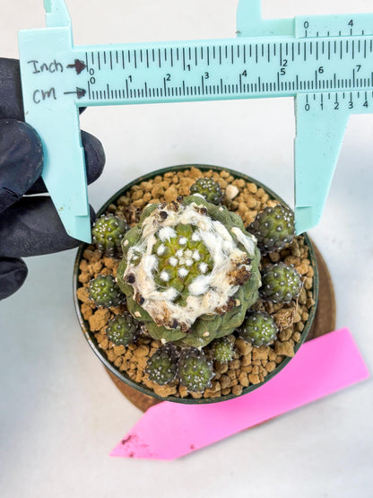 Copiapoa hypogaea (P) | Fully Rooted | Rare imported Cactus