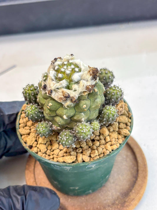 Copiapoa hypogaea (P) | Fully Rooted | Rare imported Cactus