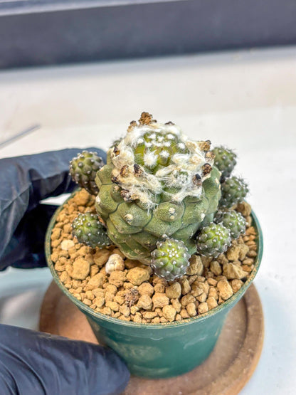 Copiapoa hypogaea (P) | Fully Rooted | Rare imported Cactus