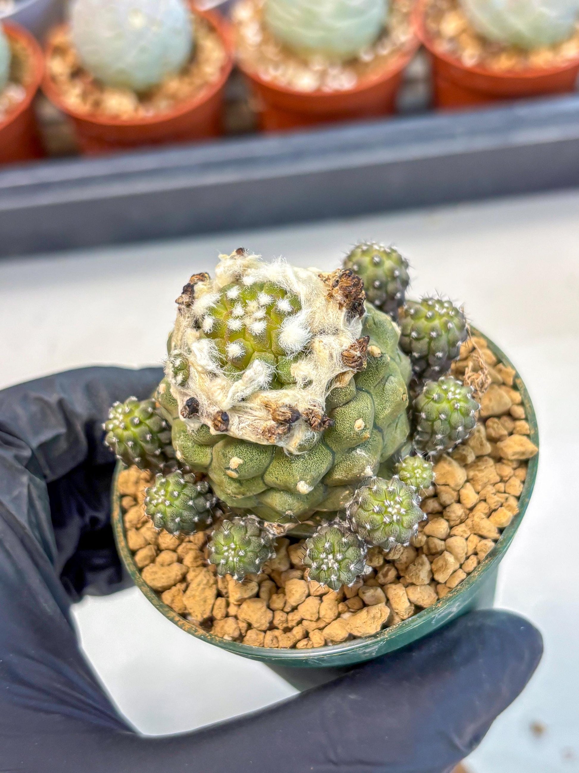 Copiapoa hypogaea (P) | Fully Rooted | Rare imported Cactus