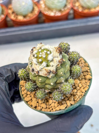Copiapoa hypogaea (P) | Fully Rooted | Rare imported Cactus