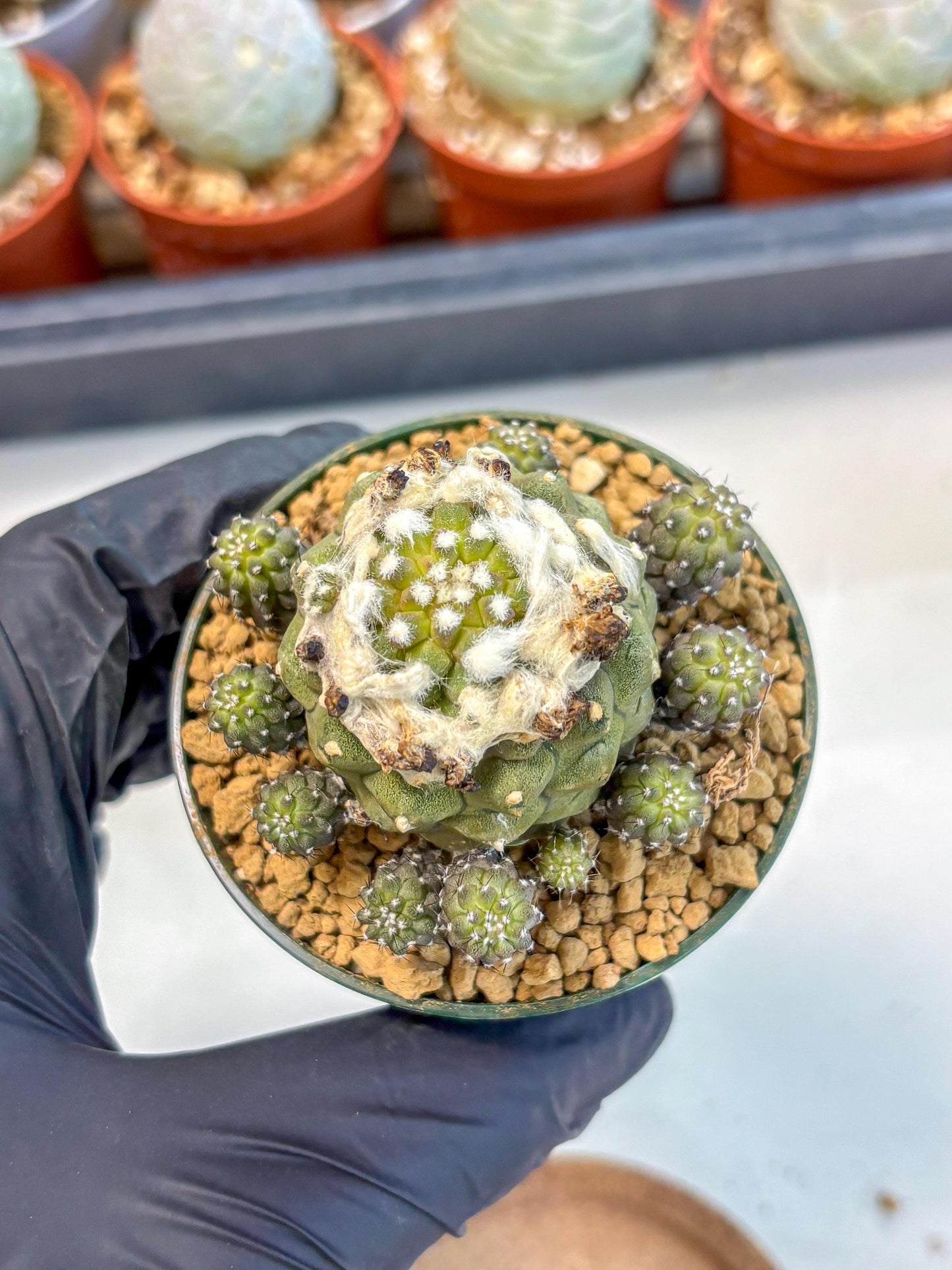 Copiapoa hypogaea (P) | Fully Rooted | Rare imported Cactus