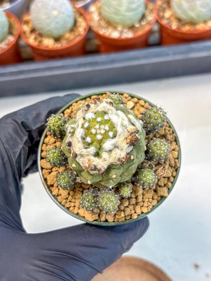 Copiapoa hypogaea (P) | Fully Rooted | Rare imported Cactus